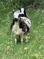 2 jolies noix colorées, Animaux & Accessoires, Moutons, Chèvres & Cochons, Femelle, Porcs, 3 à 5 ans