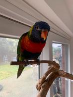 Lori papegaai half tam met kleine kooi, Dieren en Toebehoren, Geslacht onbekend, Papegaai, Geringd