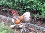 Brahma haan, Dieren en Toebehoren, Pluimvee