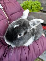 Mannelijk niet gecastreerd buitenkonijn gratis, Mâle