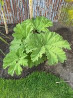 gunnera manicata, Tuin en Terras, Ophalen