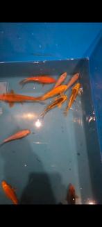 Koi karper , nakweek Japanse koi., Dieren en Toebehoren