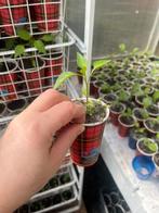 Turkse natuurlijke planten, Tuin en Terras, Ophalen of Verzenden