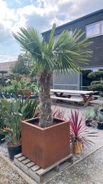 Palmboom in cortenstaal pot, Jardin & Terrasse, Plantes | Arbres, Palmier, Enlèvement ou Envoi