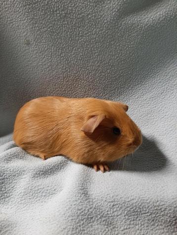 Effen gladhaar buff cavia zeug, Femelle, Cobaye, Domestique