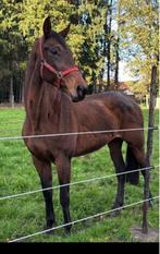 Brave merrie, Dieren en Toebehoren, Merrie, 165 tot 170 cm, Springpaard, 11 jaar of ouder