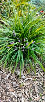 Liriope, Ophalen