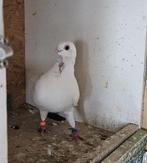 Kosovo Duiven, Dieren en Toebehoren, Vogels | Duiven