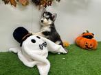 Siberische Husky pups, Dieren en Toebehoren, Honden | Poolhonden, Keeshonden en Oertypen, België, 8 tot 15 weken, CDV (hondenziekte)