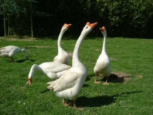 Oeufs à couver Oies chinoises blanches (Oies de Siam), Animaux & Accessoires, Oiseaux | Oiseaux Autre, Oiseau chanteur sauvage