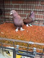 Takla sarabi, Animaux & Accessoires, Oiseaux | Pigeons