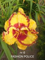 HEMEROCALLIS  FASHION POLICE, Tuin en Terras, Planten | Tuinplanten, Ophalen of Verzenden