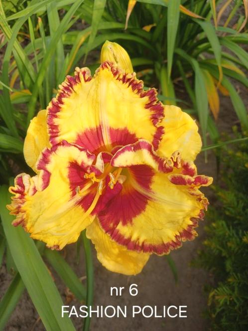 HEMEROCALLIS  FASHION POLICE, Tuin en Terras, Planten | Tuinplanten, Ophalen of Verzenden