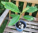 Echange ou vend néflier du japon, Ophalen, Fruitplant