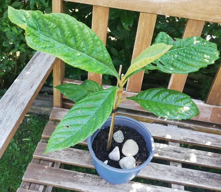 Echange ou vend néflier du japon, Huis en Inrichting, Kamerplanten, Fruitplant, Ophalen