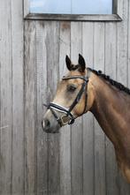 Tof recreatiepaard te koop, Dieren en Toebehoren, Minder dan 160 cm, B, Ruin, 7 tot 10 jaar