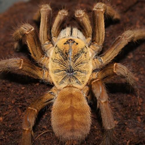 Vogelspin/tarantula slings te koop pick up Antwerp show, Dieren en Toebehoren, Insecten en Spinnen