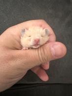 Hamster dore, Dieren en Toebehoren, Hamster, Juni, Meerdere dieren, Tam