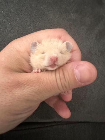 Hamster dore beschikbaar voor biedingen