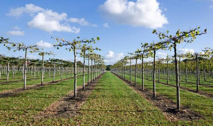 Mooie zware dakplatanen mt 18/20/25/30cm uit kwekerij!, Tuin en Terras, Planten | Bomen, Dakboom, Ophalen of Verzenden