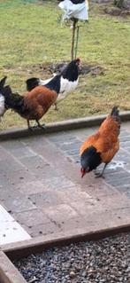 2poule vorwerk et 1 coq et 2 poule wyandotte, Ophalen of Verzenden