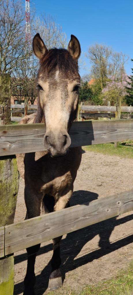 Halve stal Kontich, Dieren en Toebehoren, Paarden