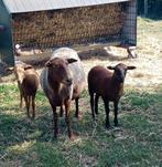 Ardense voskop ooi met twee ooilammeren