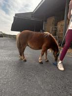 Lieve Shetlander