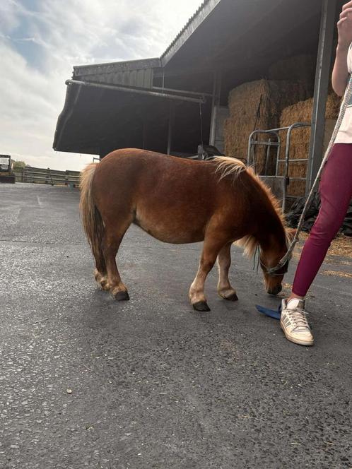 Lieve Shetlander, Dieren en Toebehoren, Paarden