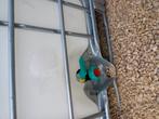 Ibo container