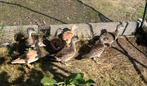 Mandarijn eend: man -rood, Dieren en Toebehoren, Eend