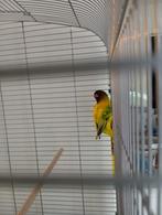 Vrouwelijke agapornis, Dieren en Toebehoren, Vrouwelijk, Dwergpapegaai of Agapornis