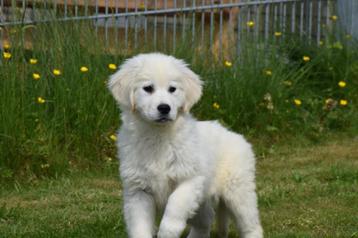 Chiots Golden Retriever, Golden retriever, Parvovirose, Plusieurs, Belgique