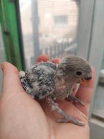 Dwergpapegaai babys handtam, Dieren en Toebehoren, Vogels | Parkieten en Papegaaien, Tam