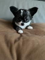 Chichuahua teefje, België, Particulier, CDV (hondenziekte), 8 tot 15 weken