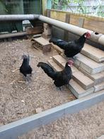 kippen, Dieren en Toebehoren, Mannelijk, Kip