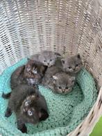 Chatons British Shorthair avec pedigree, Animaux & Accessoires, Chats & Chatons | Chats de race | Poil ras, Vermifugé, Plusieurs animaux