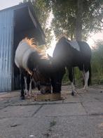 2 hele lieve shetlander hengsten te koop!, Dieren en Toebehoren, Paarden, Minder dan 160 cm, Niet van toepassing, Gechipt, Hengst