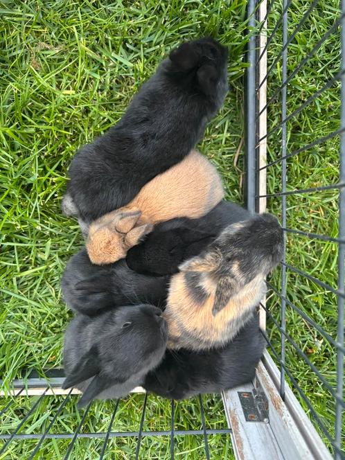 Dwergkonijntjes, Dieren en Toebehoren, Konijnen