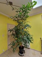Ficus 2,2 m, Jardin & Terrasse, Enlèvement