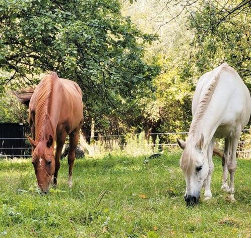 Pensionplek op paddock paradise voor pony, Animaux & Accessoires, Box & Pâturages, Pâturage, 1 cheval ou poney
