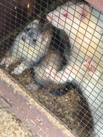 2 fretten half angora, Mei, Meerdere dieren