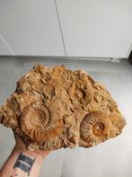 ammonites fossiles, Collections, Minéraux & Fossiles, Enlèvement ou Envoi