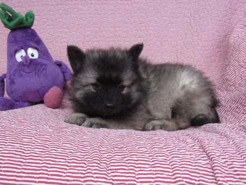 Wolfskees puppy's nieuw nestje, Dieren en Toebehoren, Honden | Poolhonden, Keeshonden en Oertypen, Meerdere dieren, Keeshond, Fokker | Professioneel