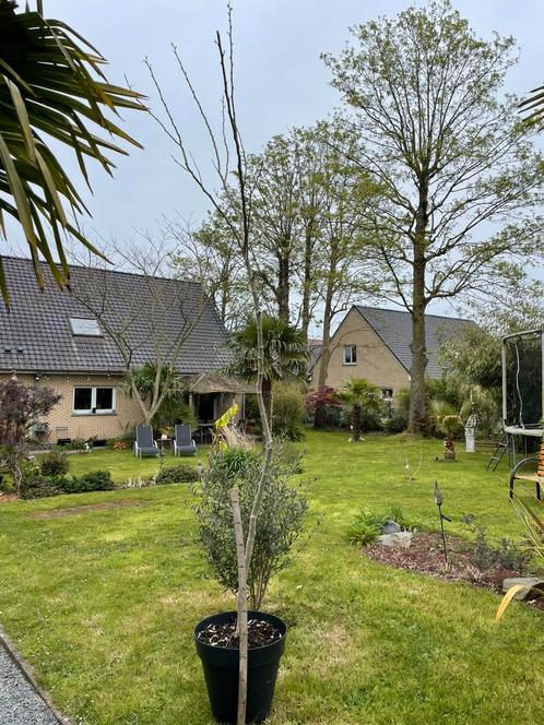 Albizia julibrissin - Persische slaapboom (300cm), Tuin en Terras, Planten | Bomen, Overige soorten, 250 tot 400 cm, Volle zon