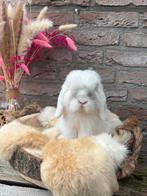 Hele lieve conpacte ram, Dieren en Toebehoren, Konijnen, Mannelijk, Dwerg, Hangoor, 0 tot 2 jaar