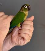 EAM: Jonge mannelijke Molina-parkiet (Pyrrhura), Dieren en Toebehoren, Mannelijk, Geringd