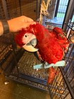 Ara Chloroptere femelle 6 mois, Animaux & Accessoires, Femelle