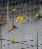 Grasparkieten, Dieren en Toebehoren