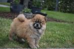 Chow-chow pups beschikbaar 🦁🐾💖, Dieren en Toebehoren, Honden | Poolhonden, Keeshonden en Oertypen, België, 8 tot 15 weken, CDV (hondenziekte)